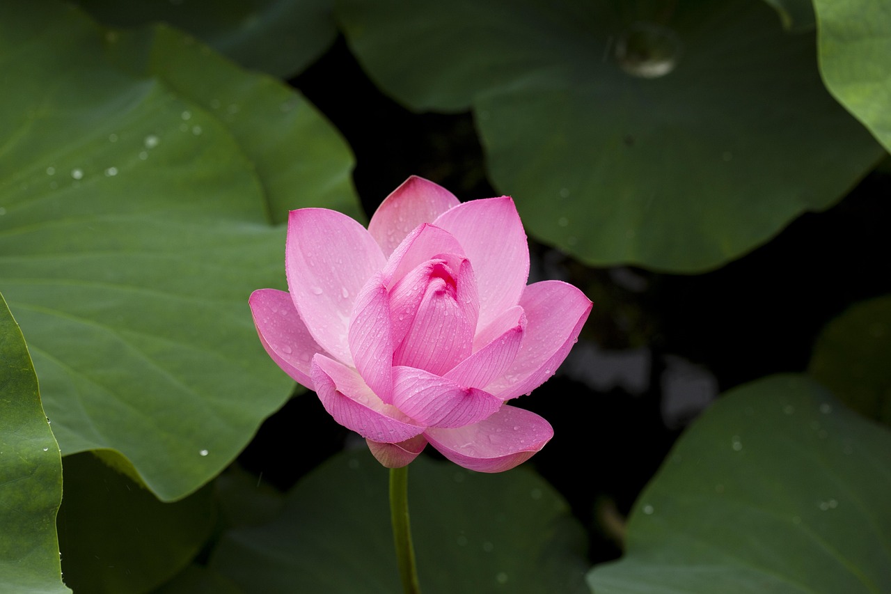 Legit Lotus365 Login: Step-by-Step Guide for India (2026)