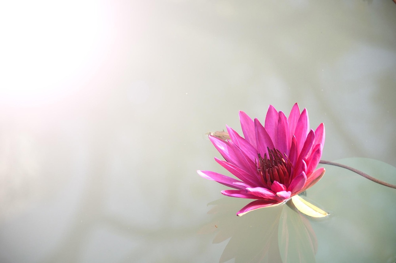 Legit Lotus365 Review India Review 2026: Bonus, App, Withdrawal Tested